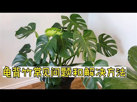 龜背芋 開花|【龜背芋開花】龜背芋開花大不易！揭開開花秘辛、環。